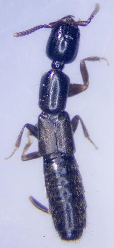 Xantholinus linearis